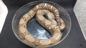 洋書　Designer-Morphs ボールパイソンとボアコンストリクター Amazon.com: Designer-Morphs, Volume One: Ball Python and Boa