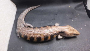 キタアオジタトカゲ ♂