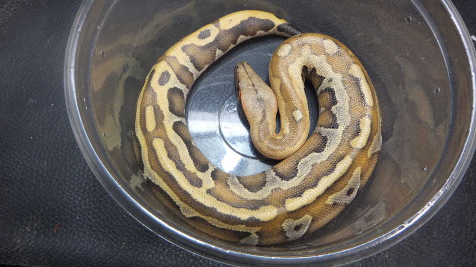 ブラッドパイソン No 2 オーナーズフィッシュ