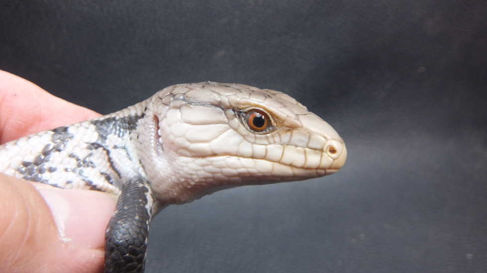 メラウケアオジタトカゲ No 6 オーナーズフィッシュ