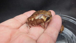 アメフクラガエル 飼育