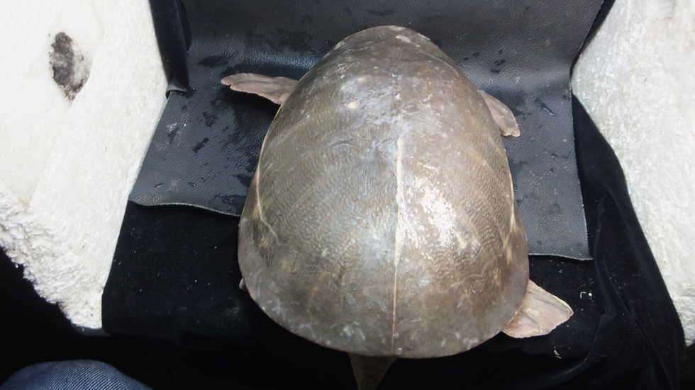 スッポンモドキ オーナーズフィッシュ スッポンモドキ オーナーズフィッシュ