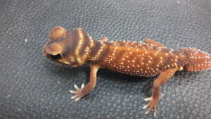 ナメハダタマオヤモリ オーナーズフィッシュ