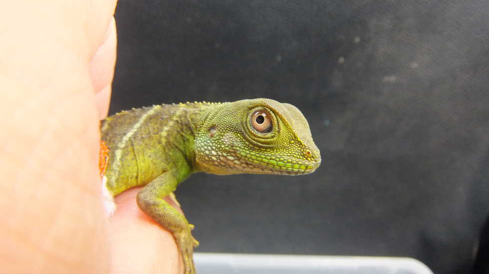 インドシナウォータードラゴン オーナーズフィッシュ