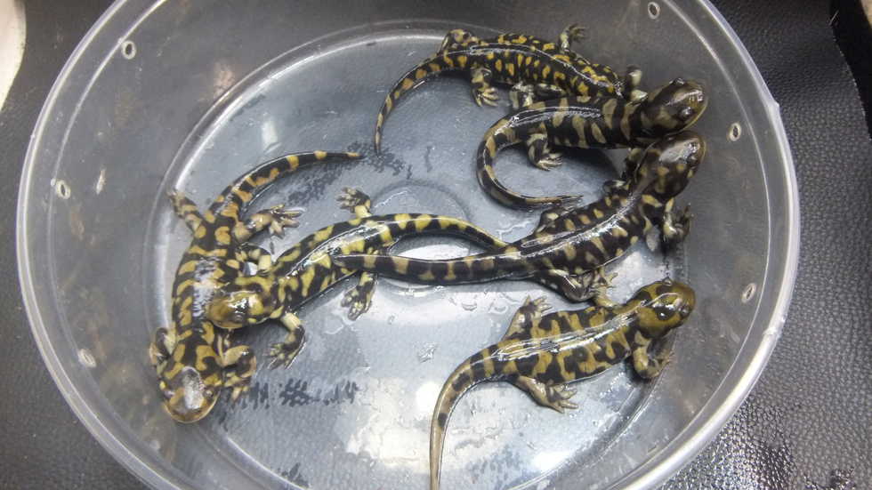 タイガーサラマンダー オーナーズフィッシュ