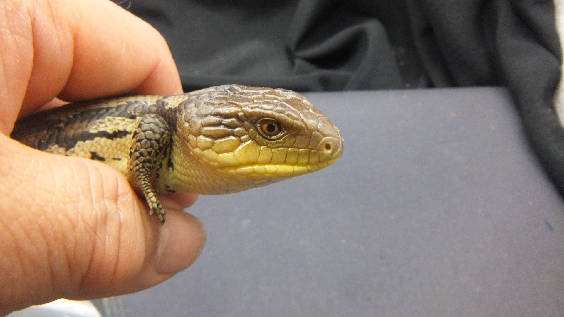 マダラアオジタトカゲ | オーナーズフィッシュ