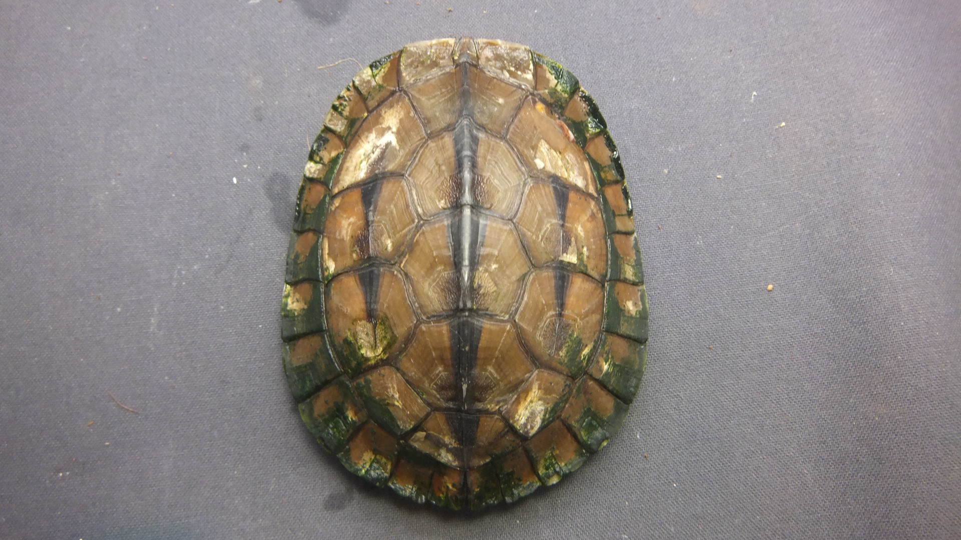 ハコガメ DSCF9648.jpg