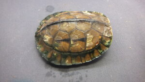 ハコガメ マコードハコガメEUCB2023 SOLD OUT – 完全予約制 かめぢから