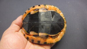 ミスジハコガメNo.2 | オーナーズフィッシュ