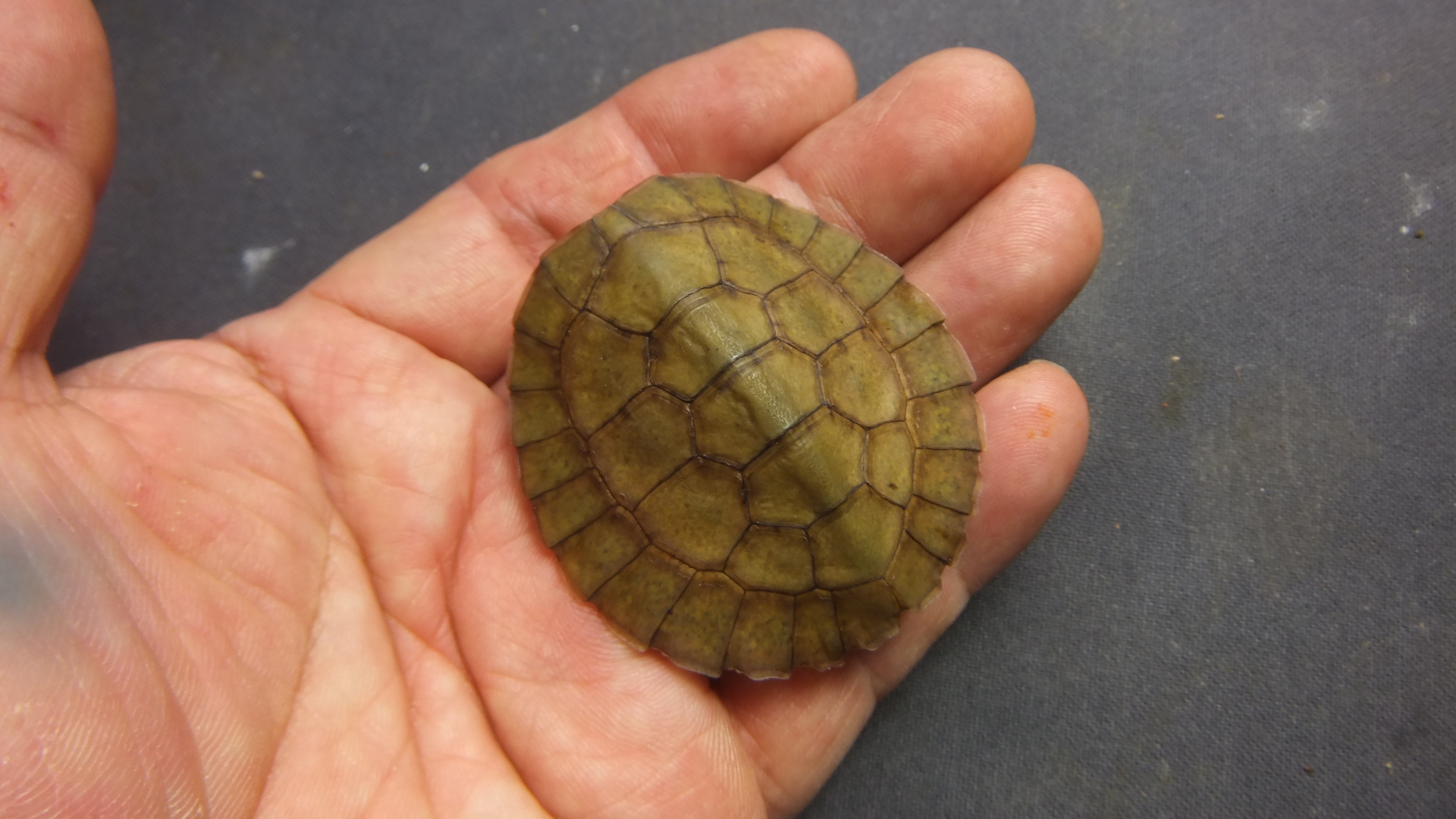 ヨツメイシガメ | オーナーズフィッシュ