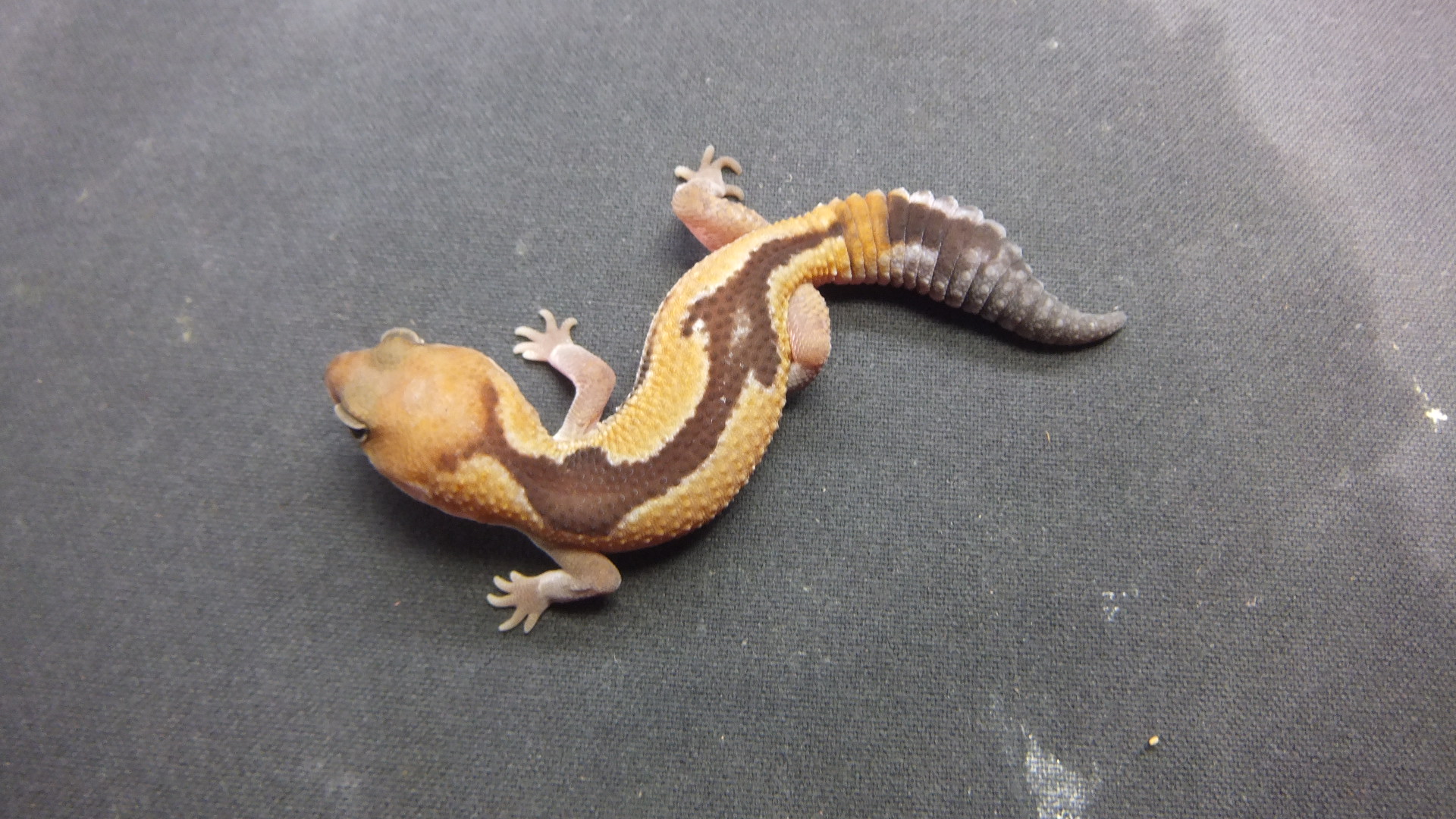 ニシアフリカトカゲモドキ♀No.3 | オーナーズフィッシュ