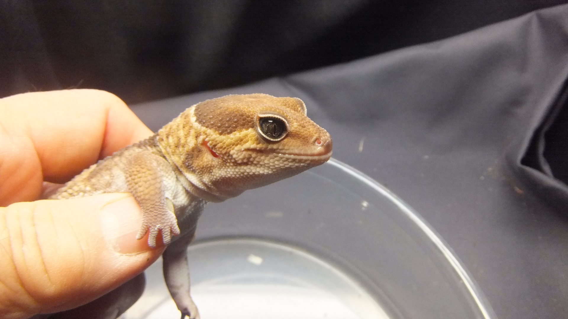 ニシアフリカトカゲモドキ♂ | オーナーズフィッシュ