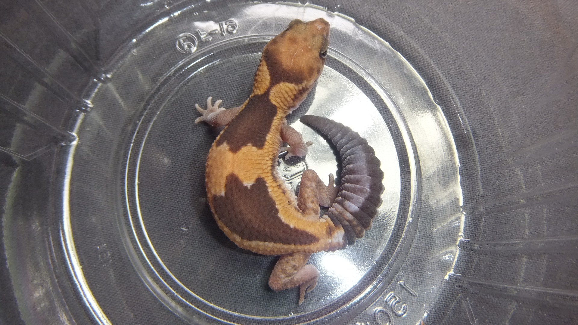 ニシアフリカトカゲモドキ♂ | オーナーズフィッシュ