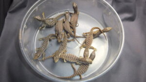 Amazon | GEX EXOTERRA フトアゴヒゲトカゲ&リクガメ飼育キット