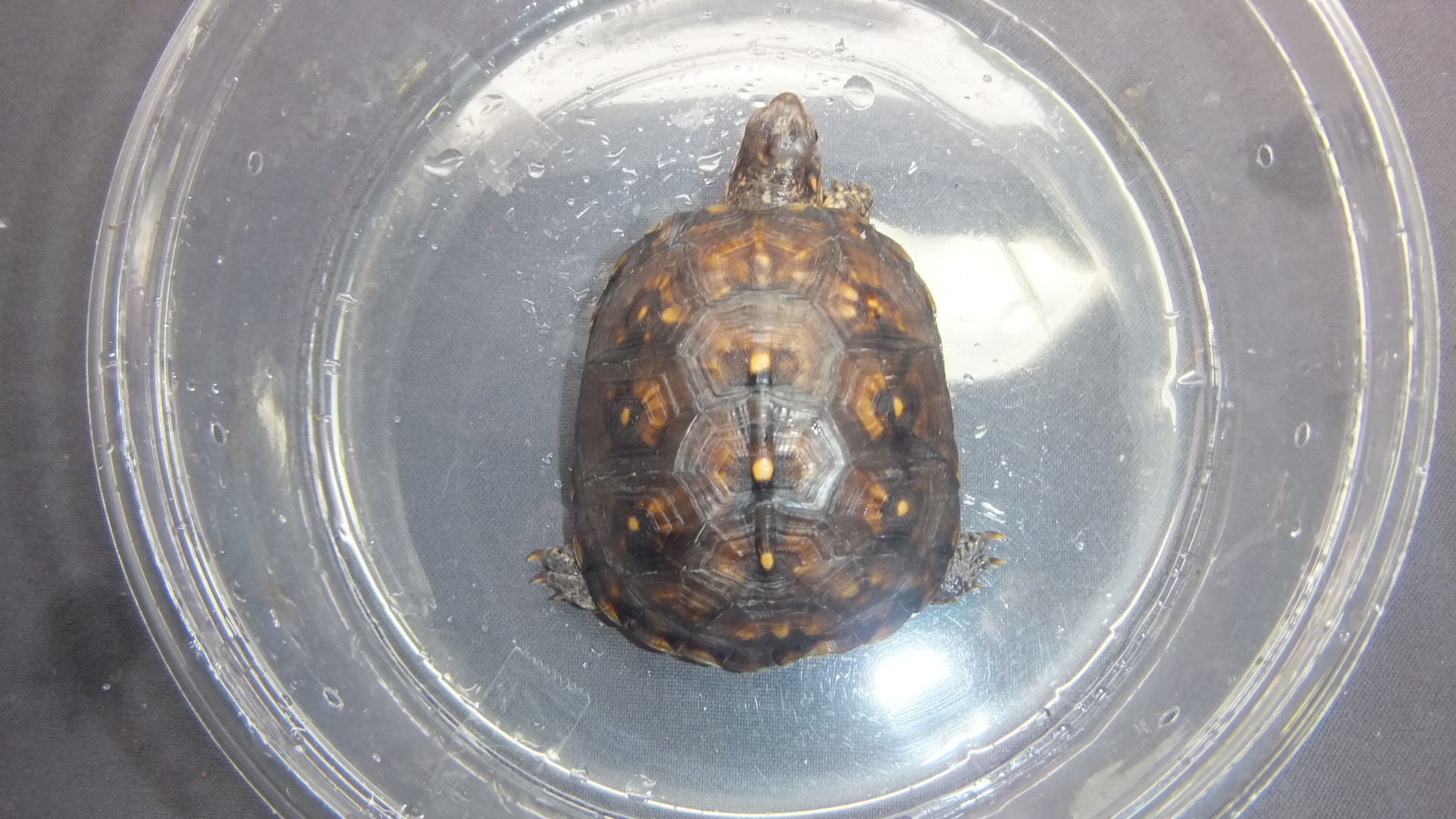 ハコガメ トウブハコガメNo.11 | オーナーズフィッシュ