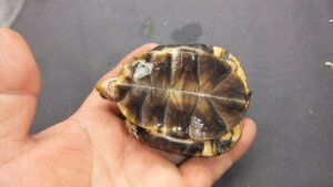 トウブハコガメNo.11 | オーナーズフィッシュ