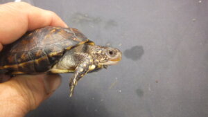 トウブハコガメNo.11 | オーナーズフィッシュ