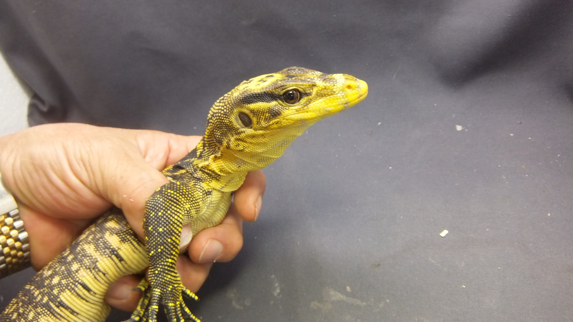 動物の惑星 188体限定 カミンギーモニター(アルビノ) フィギュア トカゲ 動物の惑星 188体限定 カミンギーモニター(アルビノ) フィギュア