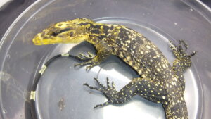 動物の惑星 188体限定 カミンギーモニター(アルビノ) フィギュア トカゲ 動物の惑星 188体限定 カミンギーモニター(アルビノ) フィギュア