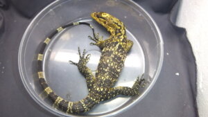 動物の惑星 188体限定 カミンギーモニター(アルビノ) フィギュア トカゲ 動物の惑星 188体限定 カミンギーモニター(アルビノ) フィギュア