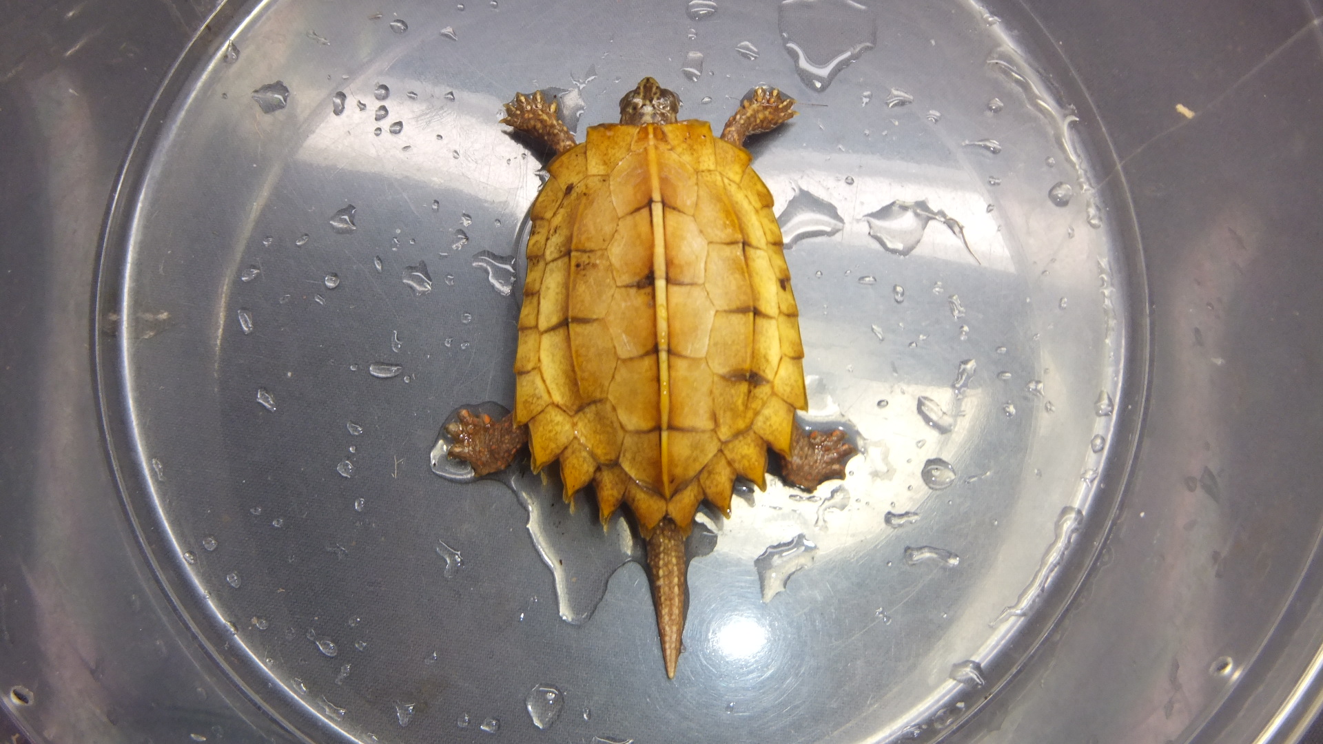 【動物の惑星】★スペングラーヤマガメ（シークレット）★レア スペングラーヤマガメ #入荷 #販売 ペアで入荷してます