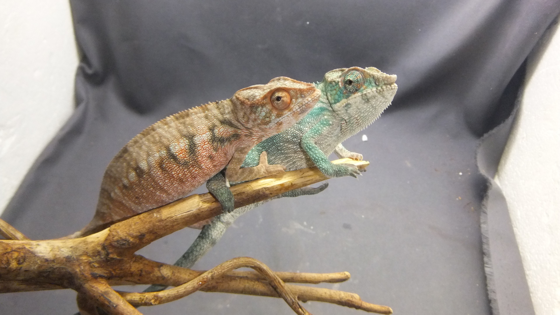 One80 CHAMELEONカメレオン FURCIFERファーシファー 18g maxresdefault.jpg