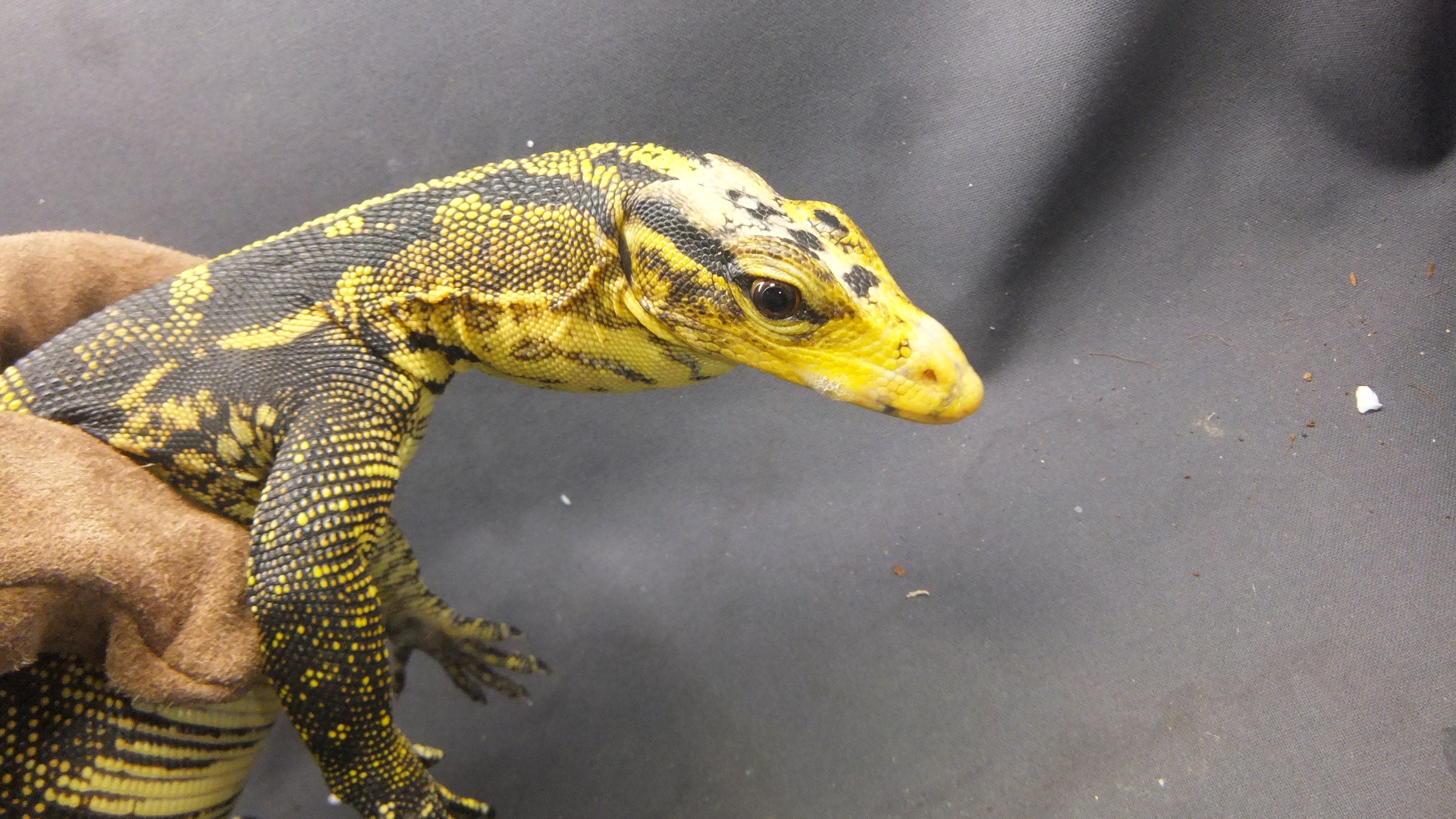 カミンギーモニター | オーナーズフィッシュ