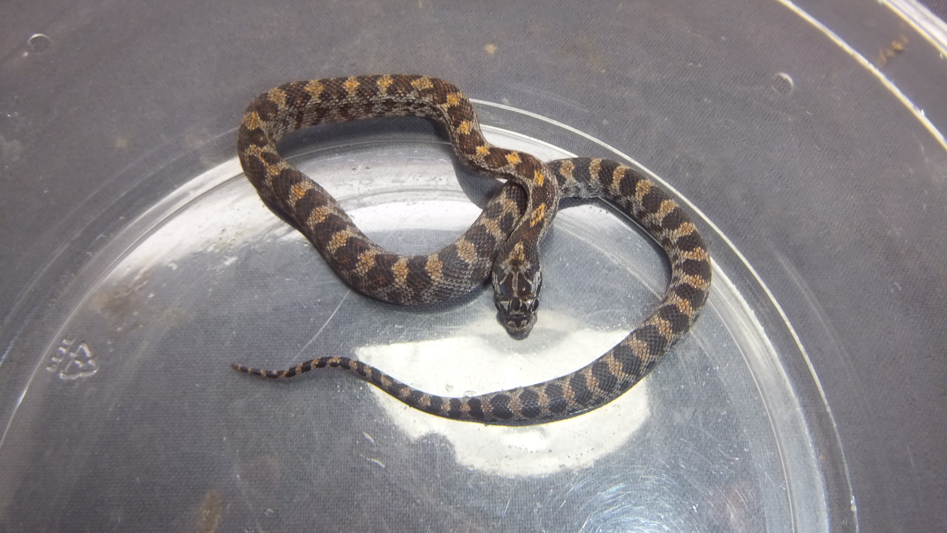 新品　コーンスネーク ジャングルコーンスネーク♂No.1 | オーナーズフィッシュ