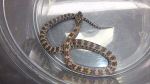 新品　コーンスネーク ジャングルコーンスネーク♂No.1 | オーナーズフィッシュ