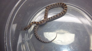 ジャングルコーンスネーク♂No.1 | オーナーズフィッシュ