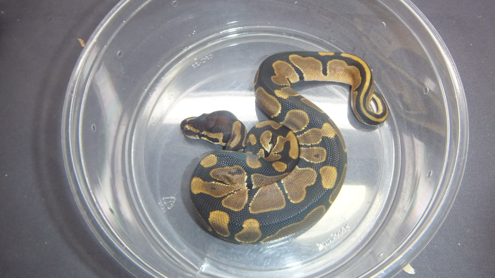 レプタイルボックス　爬虫類　ボールパイソン レプタイルボックス 爬虫類 ボールパイソン