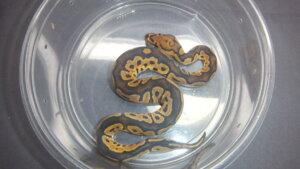 ボールパイソン♂No.17 | オーナーズフィッシュ