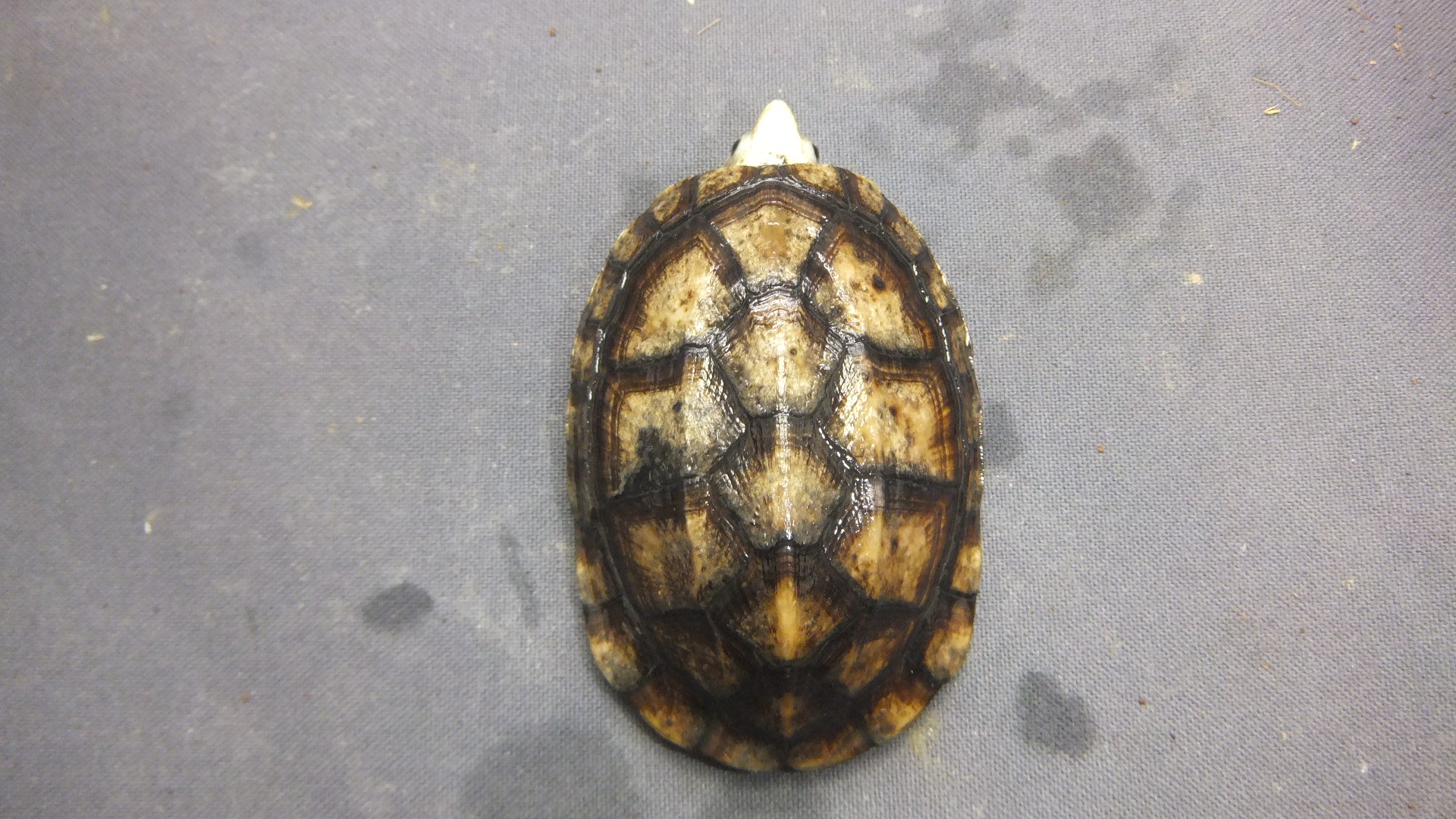 コガネドロガメNo.2 | オーナーズフィッシュ