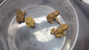 フカミドリカエルページ 最新刊『カエル大全』を発売！ 世界のカエル全科を