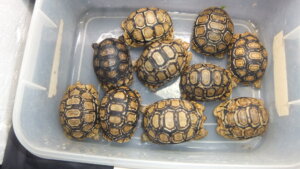 ヒョウモンリクガメ | オーナーズフィッシュ