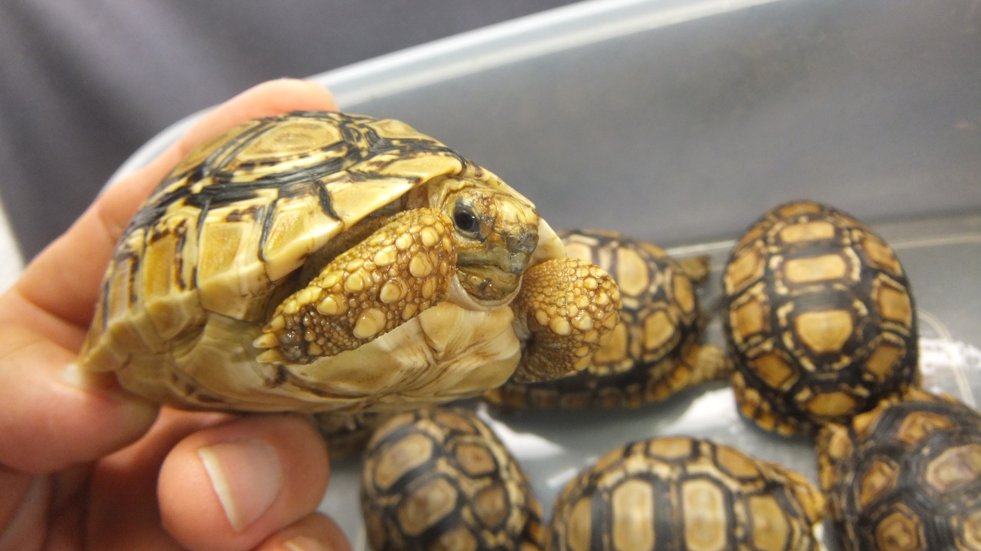 ヒョウモンリクガメ | オーナーズフィッシュ