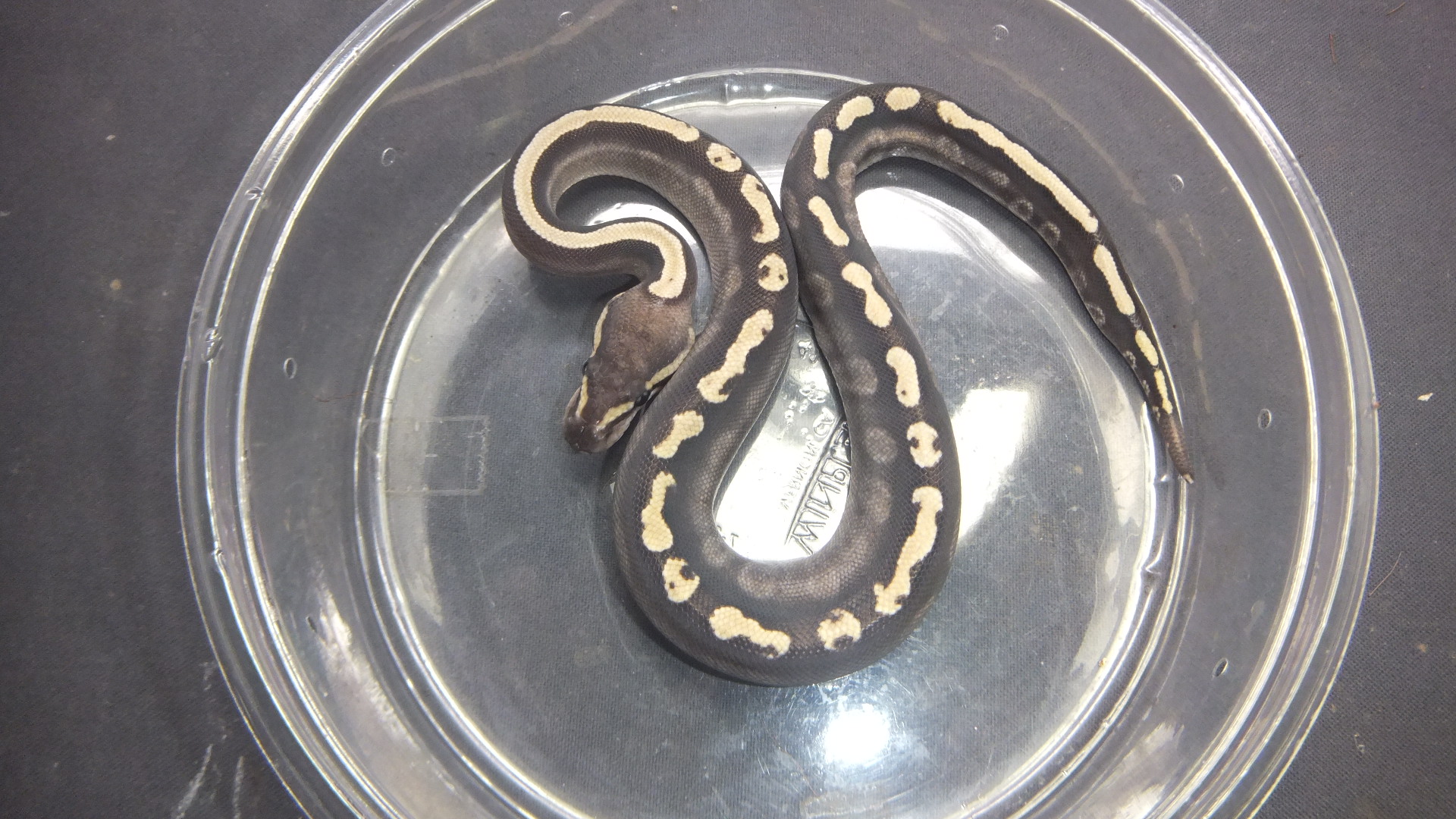 洋書　Designer-Morphs ボールパイソンとボアコンストリクター 洋書 Designer-Morphs ボールパイソンとボアコンストリクター