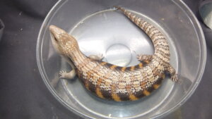 トカゲ DSCF7578-300x169.jpg