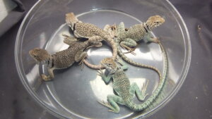 トウブクビワトカゲ（ペア価格） | オーナーズフィッシュ