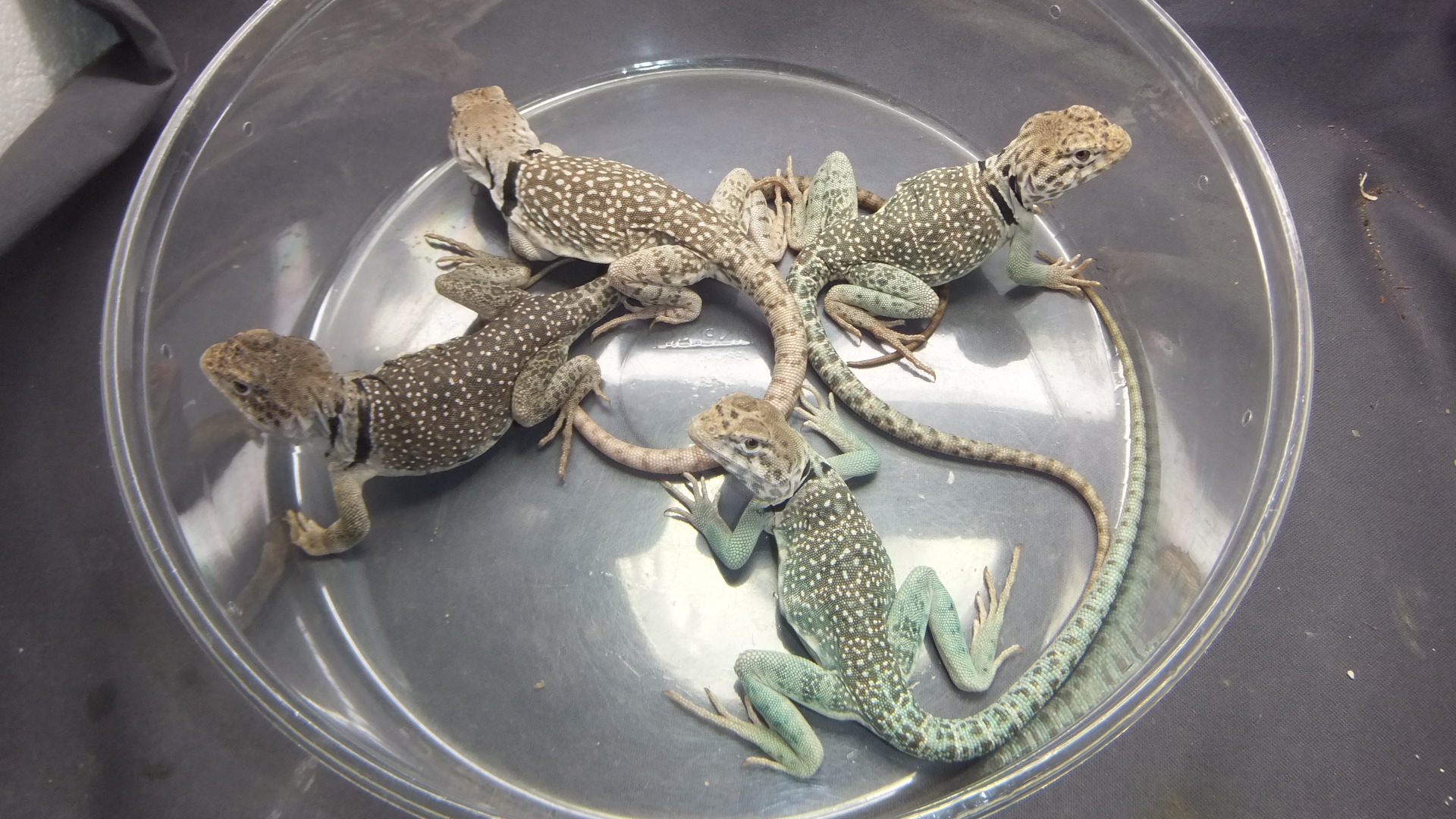 トウブクビワトカゲ（ペア価格） | オーナーズフィッシュ