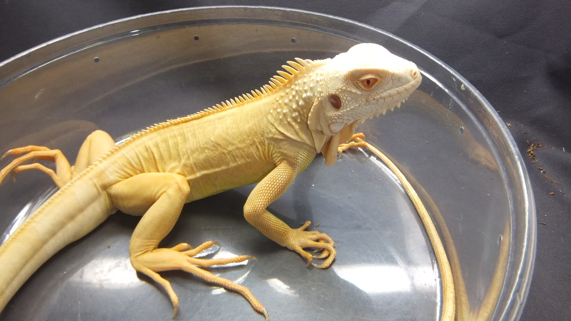 アルビノイグアナ | オーナーズフィッシュ