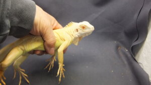 アルビノイグアナ | オーナーズフィッシュ