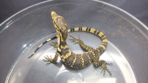 サルバトールモニター 1204040天板金網ダブル サルバトールモニター | オーナーズフィッシュ