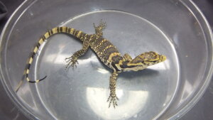 サルバトールモニター | オーナーズフィッシュ