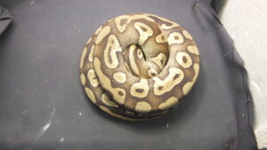 ボールパイソン♂ | オーナーズフィッシュ