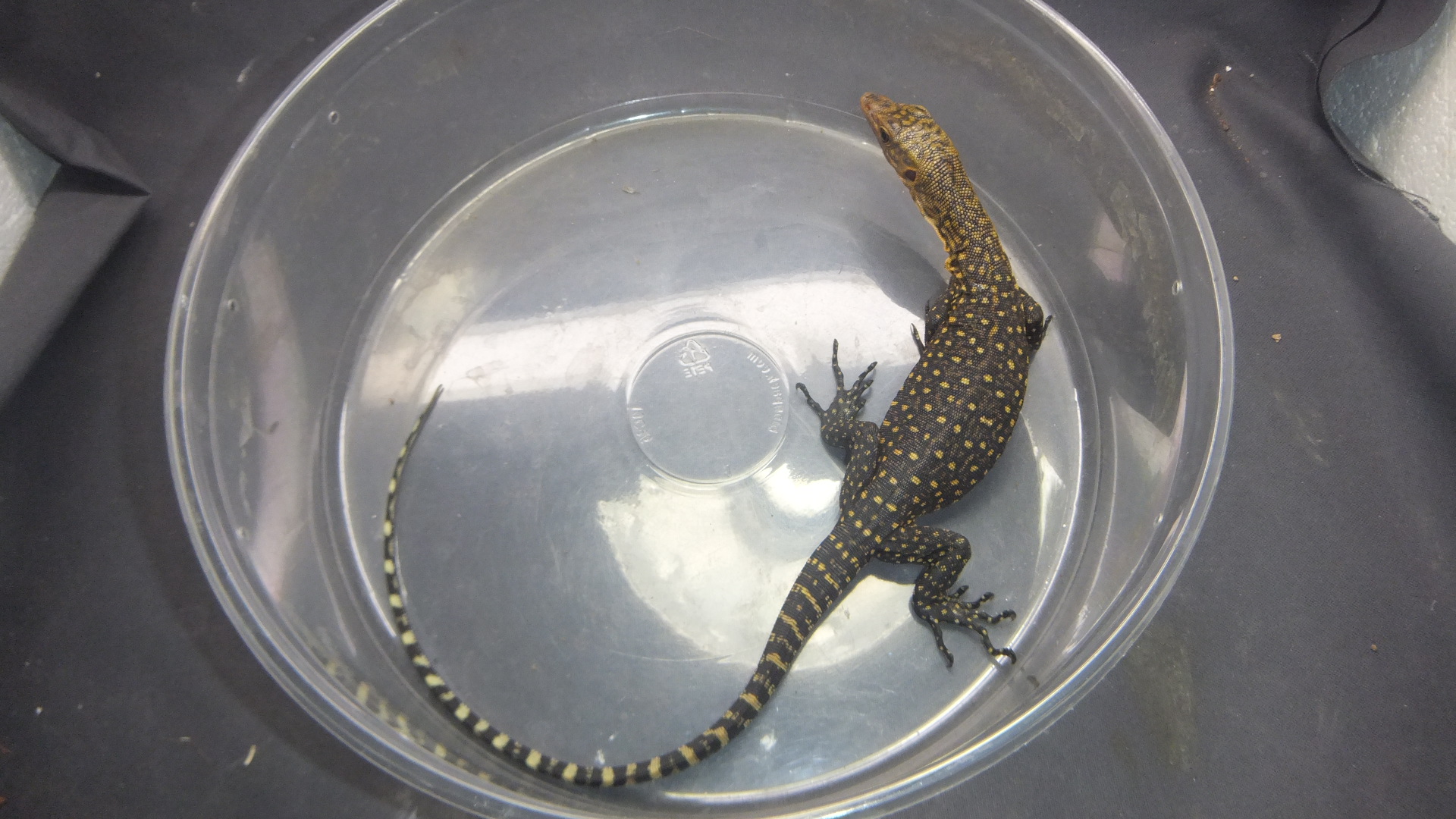 イエローヘッドモニターNo.3 | オーナーズフィッシュ