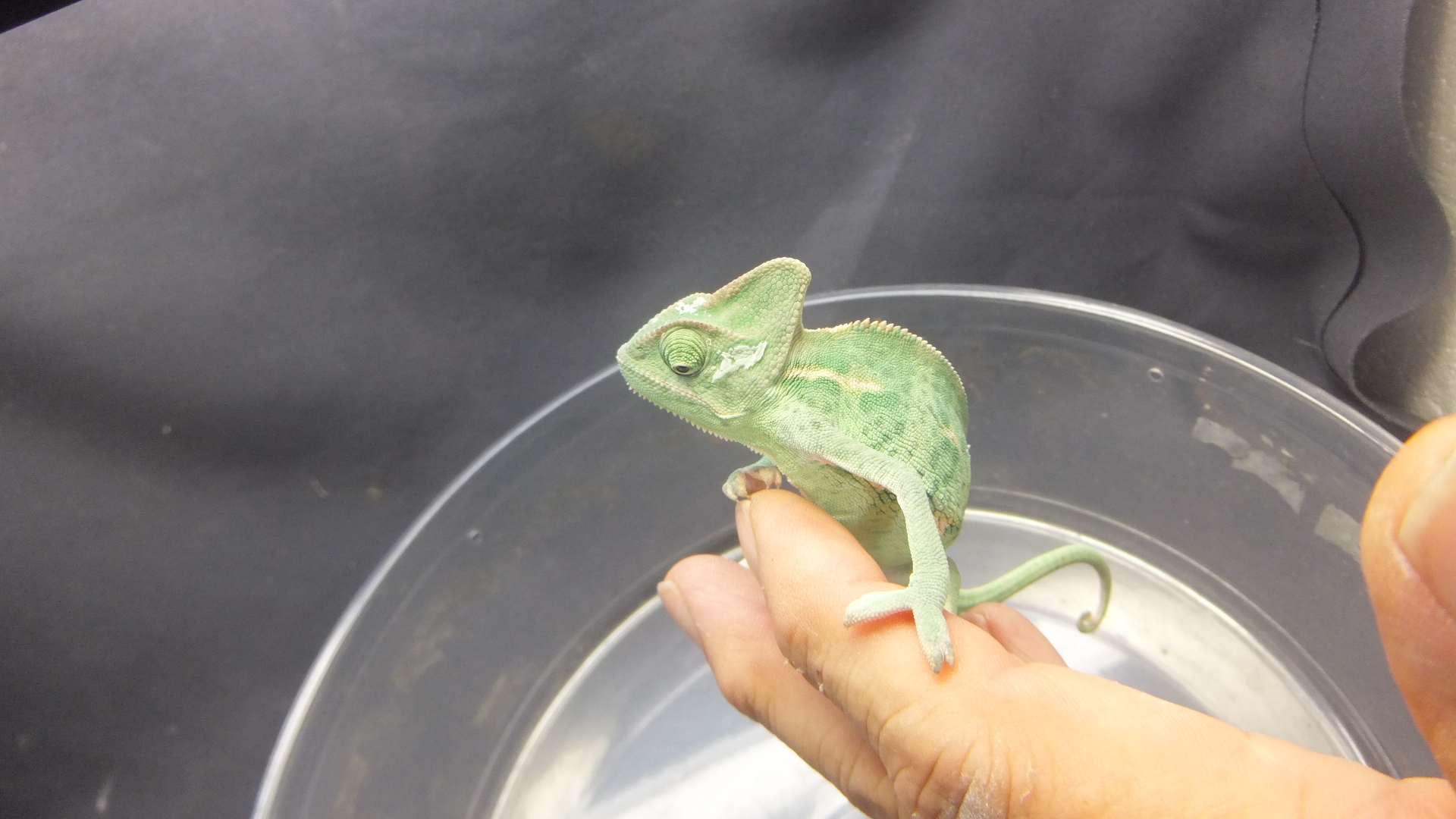 エボシカメレオン | オーナーズフィッシュ