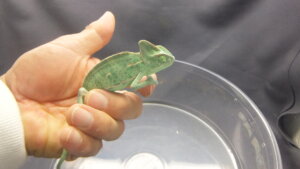 エボシカメレオン | オーナーズフィッシュ