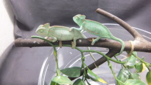 エボシカメレオン | オーナーズフィッシュ