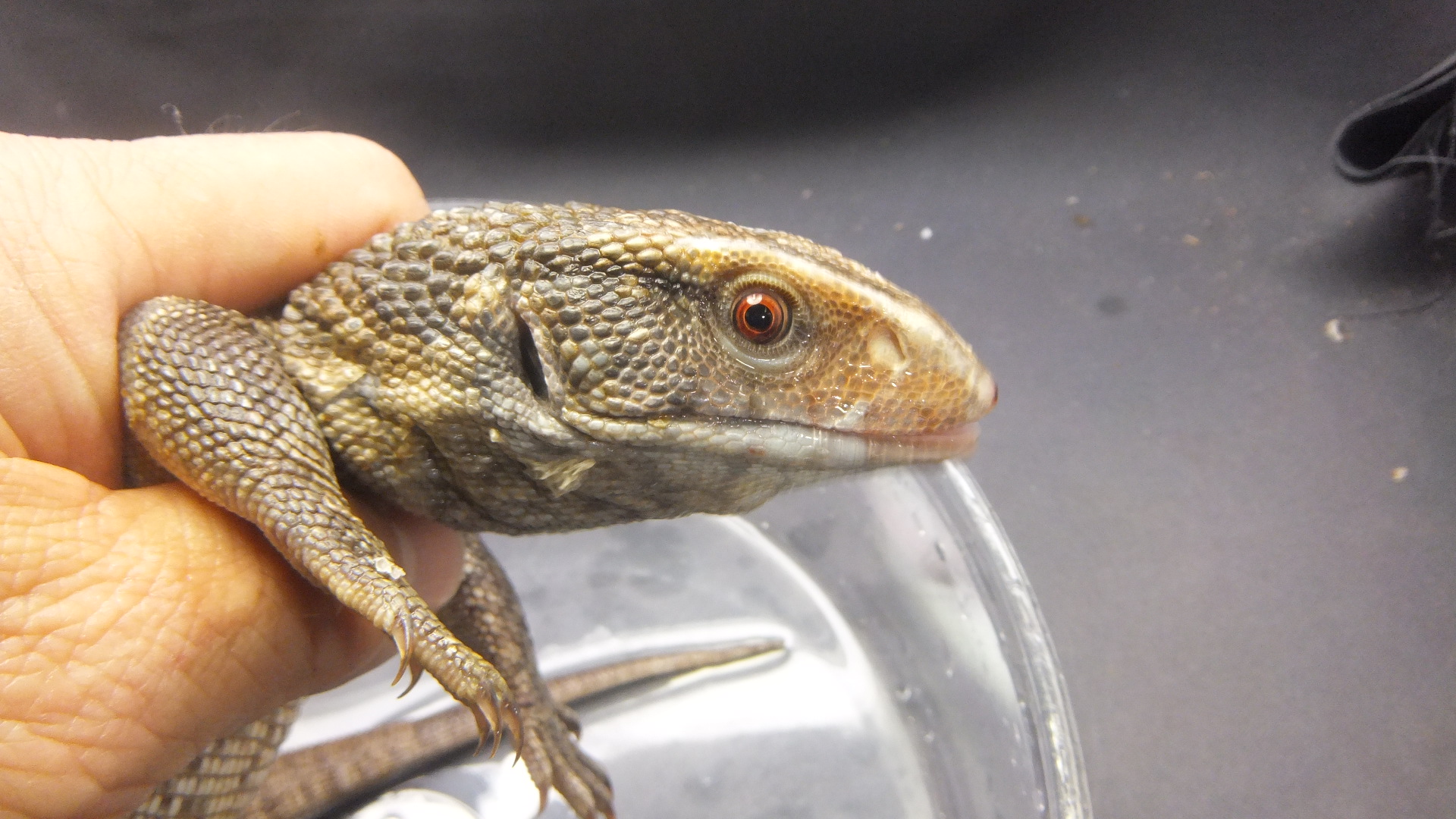 サバンナモニターNo.1 | オーナーズフィッシュ